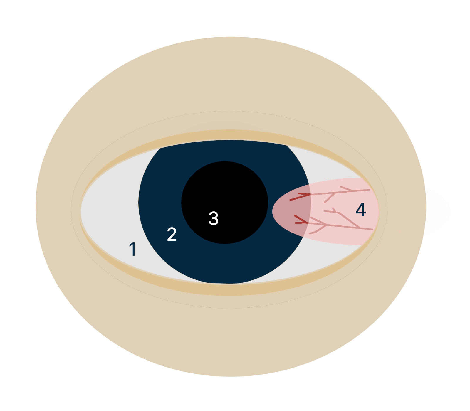 Eye anatomy Eye anatomy diagram Eye anatomy and physiology Eye diseases Eye disorders Eye conditions Eye problems Eye symptoms Eye complications Eye emergencies Eye trauma Eye surgery recovery LASIK recovery Cataract surgery recovery Glaucoma symptoms Retinal disease Macular degeneration treatment Diabetes and eye health High eye pressure Low eye pressure Eye pressure test Eye prescription Vision prescription Contact lens fitting Contact lens care Eye drops Eye vitamins Eye exercises Eye surgery cost LASIK cost Cataract surgery cost Eye insurance Medicare eye coverage Medicaid eye coverage Vision insurance Glasses frames Sunglasses Designer glasses Sports eyewear Occupational eyewear Safety glasses Eye surgery risks LASIK risks Cataract surgery risks Glaucoma risk factors Eye health and nutrition Eye health supplements Eye health vitamins Eye health diet Eye health foods Eye health benefits Eye health check-up Routine eye exam Comprehensive eye exam Pediatric eye exam Annual eye exam Eye exam for children